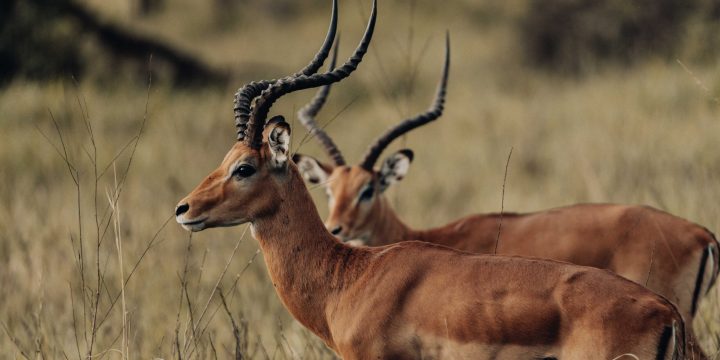 Arusha National Park