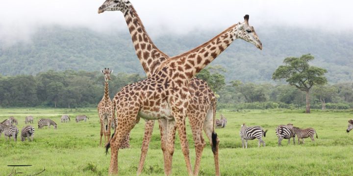 Arusha National Park