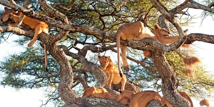 Lake Manyara National Park