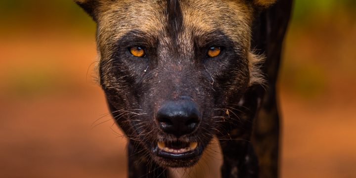 Mkomazi Wilddog