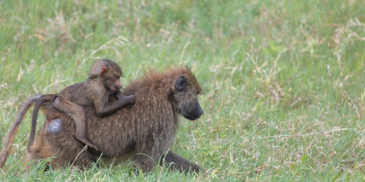 Ngorongoro Conservation Area