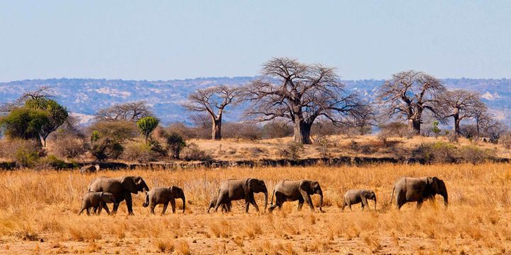 Tarangire National Park