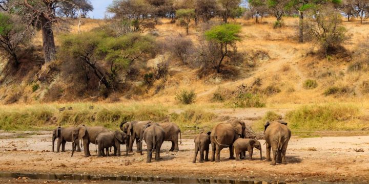 Tarangire National Park